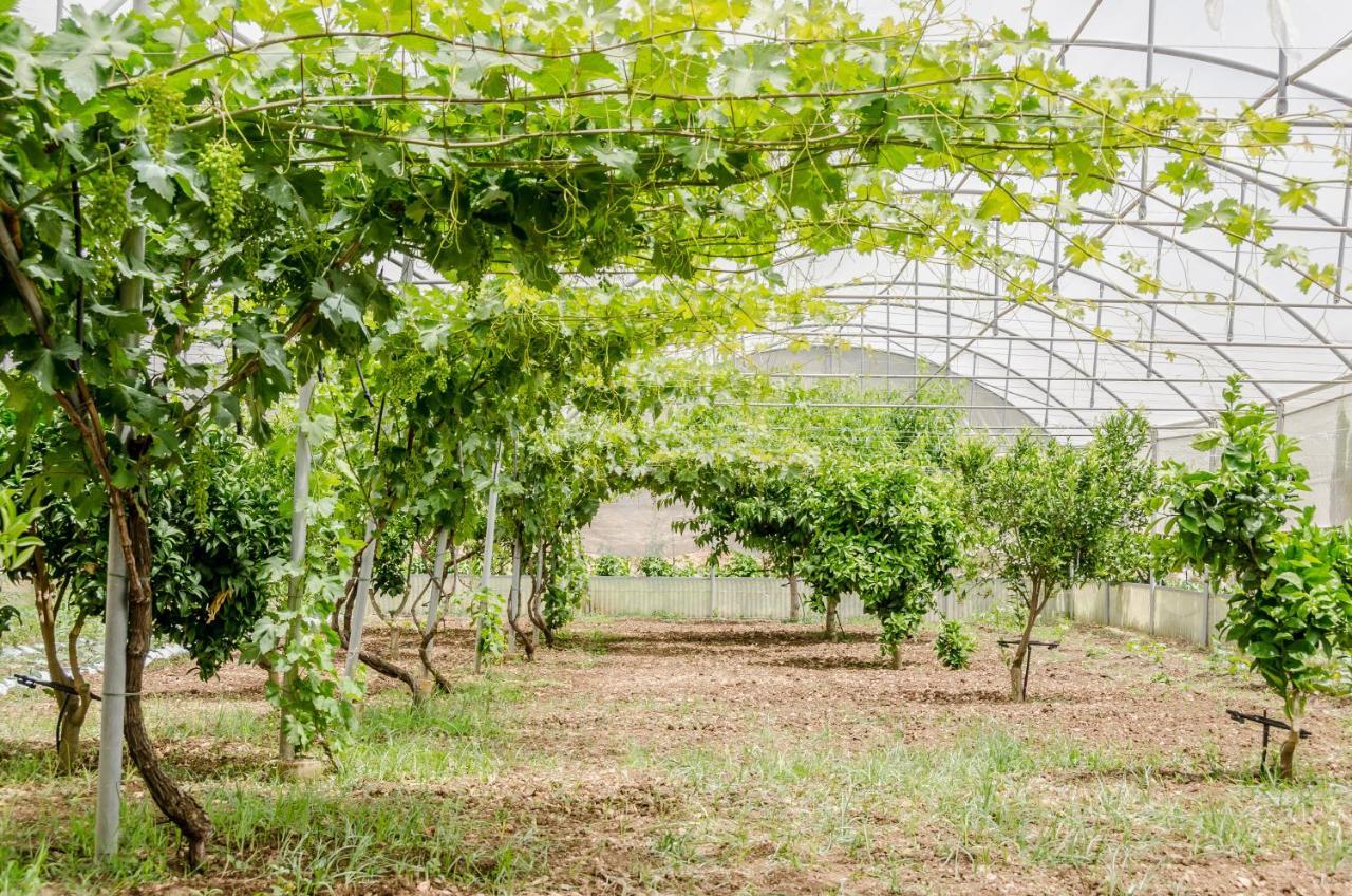 Vivere Gli Iblei - Maison En Plain Air Ragusa Exteriér fotografie